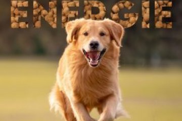 Energy from pet food