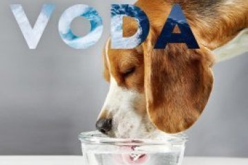 A bowl of fresh drinking water