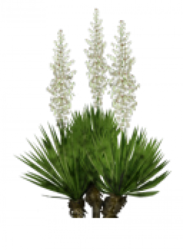 Yucca.png