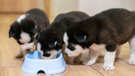 Jak správně krmit štěně: