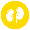 Icon_Renal_Cat_Organ@33.33x.png